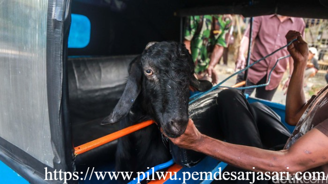 Kambing Naik Bajaj Jadi Pemandangan Unik H-1 Iduladha