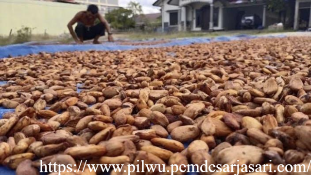 Harga Referensi Biji Kakao Naik